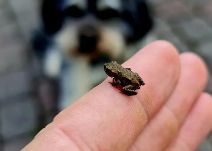 & Landlust Fulda アパート *